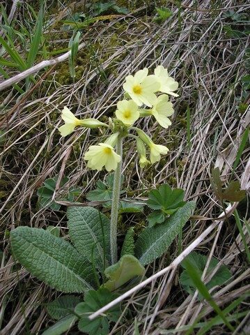 kankalin, primula